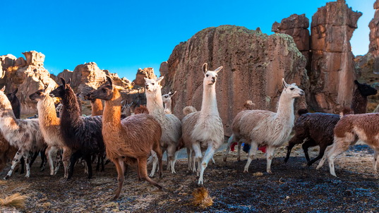 Alpaca, llama and guanaco: differences and similarities